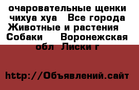 очаровательные щенки чихуа-хуа - Все города Животные и растения » Собаки   . Воронежская обл.,Лиски г.